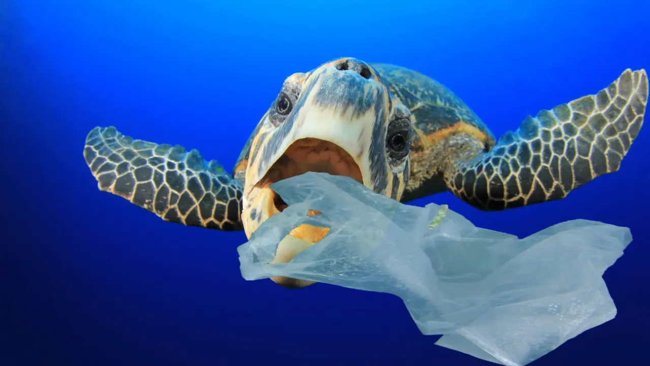 Read more about the article Why Responsible Waste Management May Be One of the Most Important Conservation Strategies of Our Time