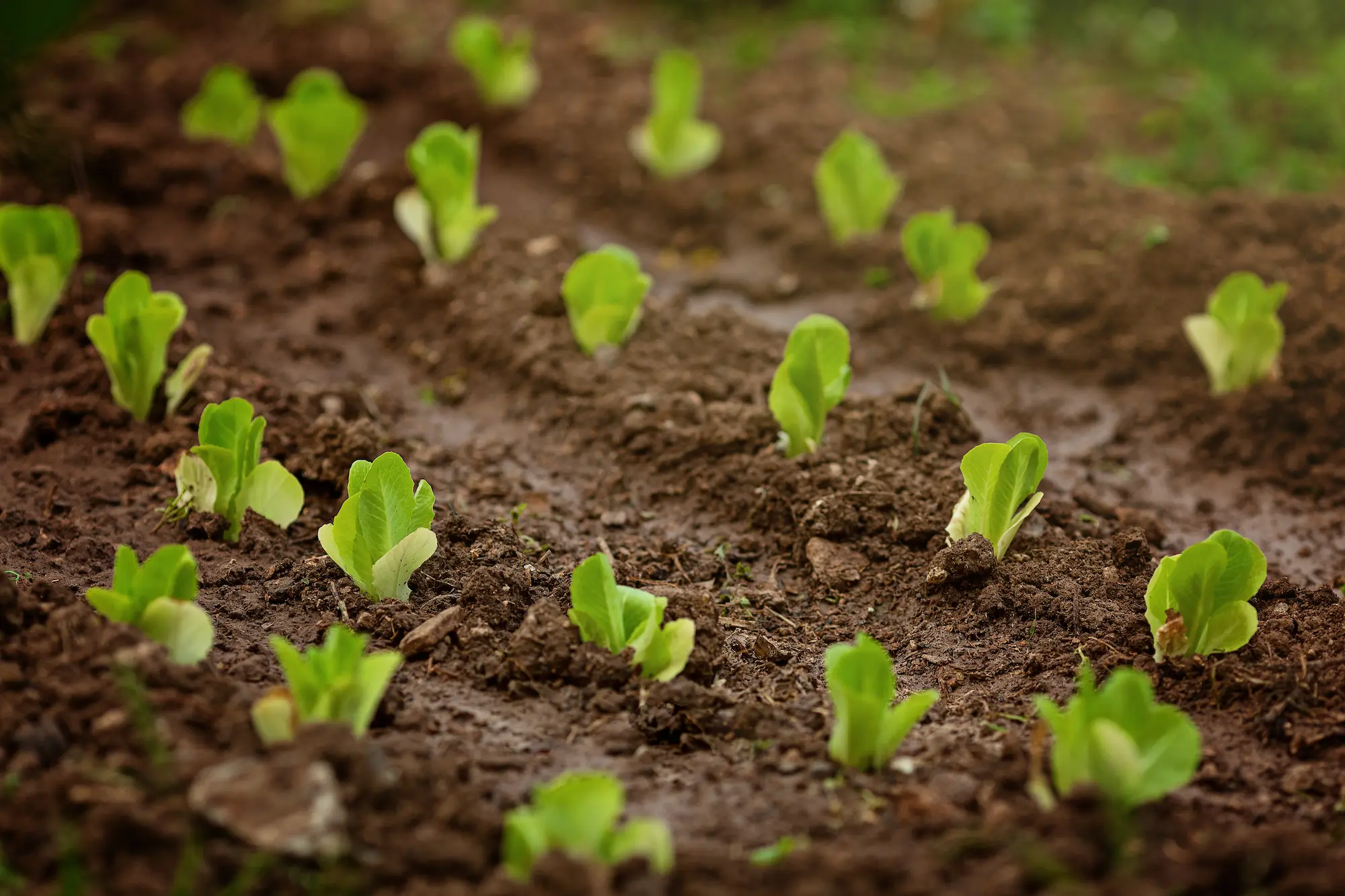 Read more about the article The soil will save us, our bet on Regenerative Agriculture.